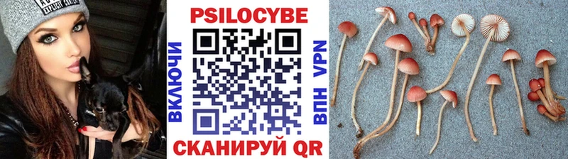 Псилоцибиновые грибы Cubensis  Борзя 