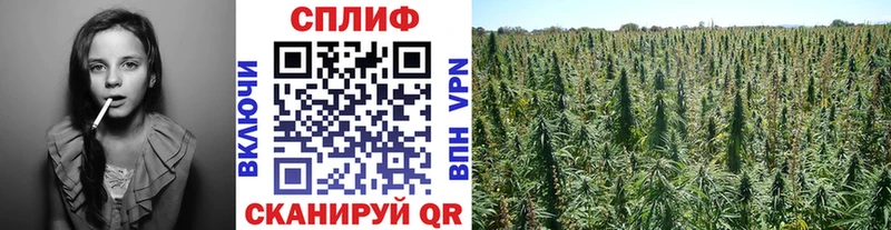 Бошки Шишки планчик  Борзя 